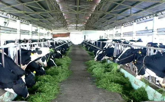 Tuyển 10 nam chăn nuôi bò sữa - Hokkaido